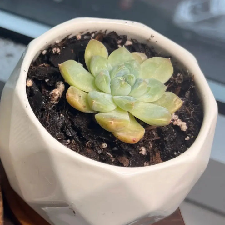 Echeveria Seeds