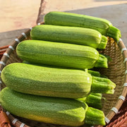 Zucchini Seeds image 2