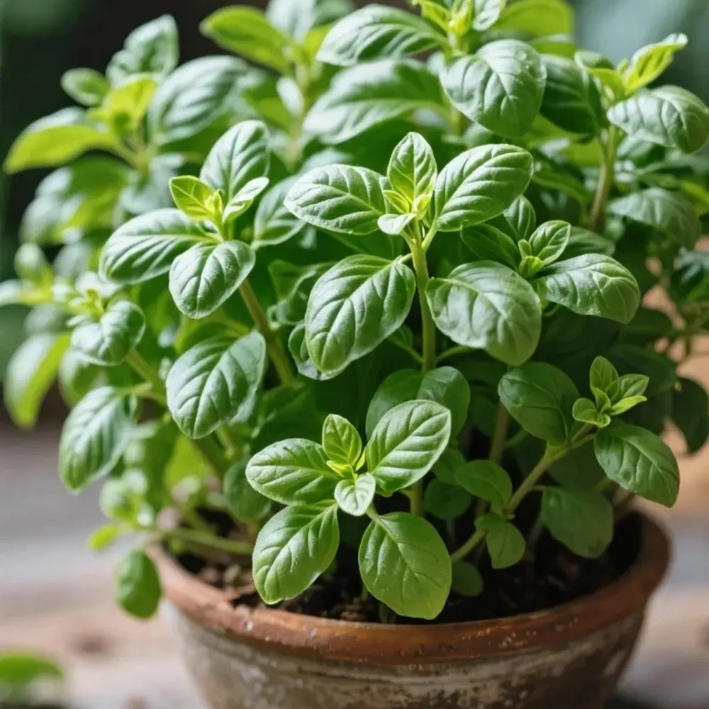 Basil Seeds image 2