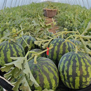Watermelon Seeds product image