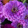 Zinnia Seeds product image