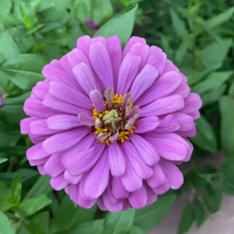 Zinnia Seeds image 2