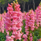 Snapdragons Seeds product image