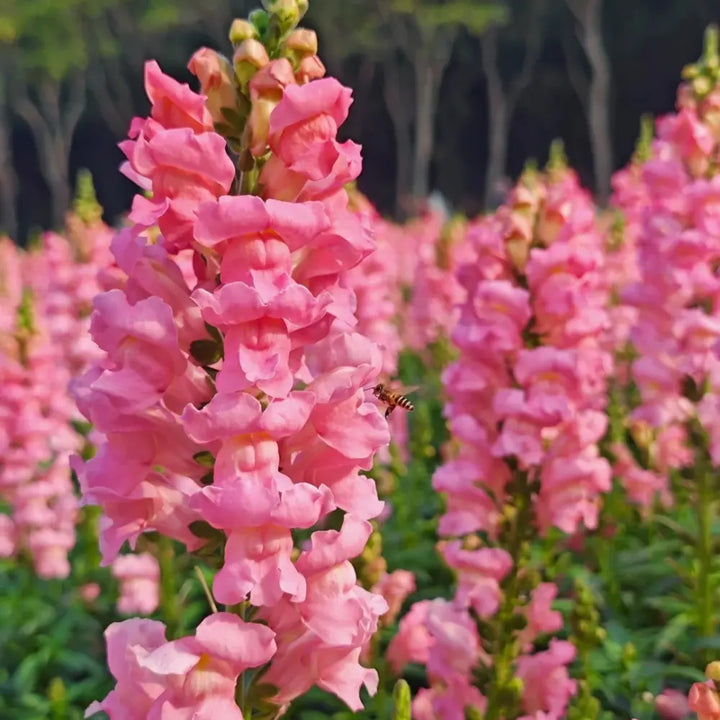 Snapdragons Seeds