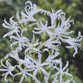 Nerine Bowdenii Alba White Flower Bulbs product image