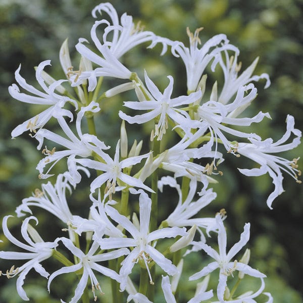 Nerine Bowdenii Alba White Flower Bulbs product image