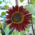 Sunflower Seeds product image