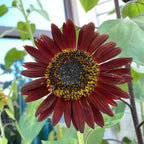 Sunflower Seeds product image