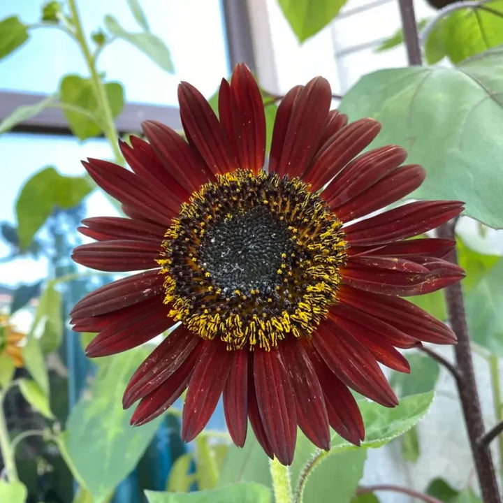 Sunflower Seeds
