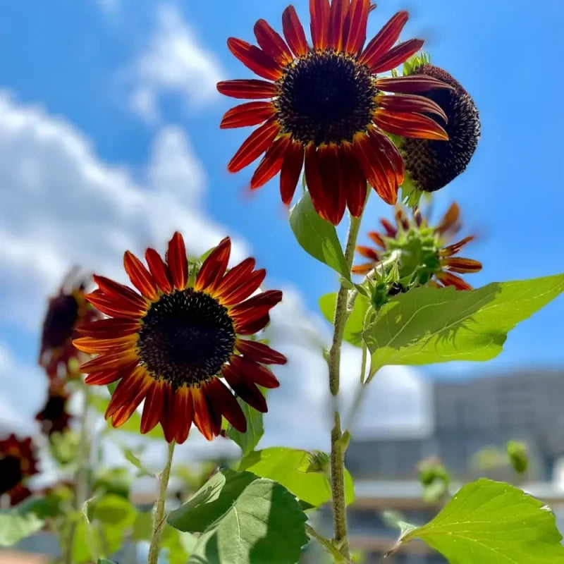 Sunflower Seeds image 2